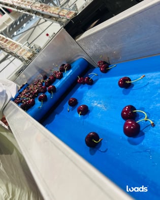 cherry-packing