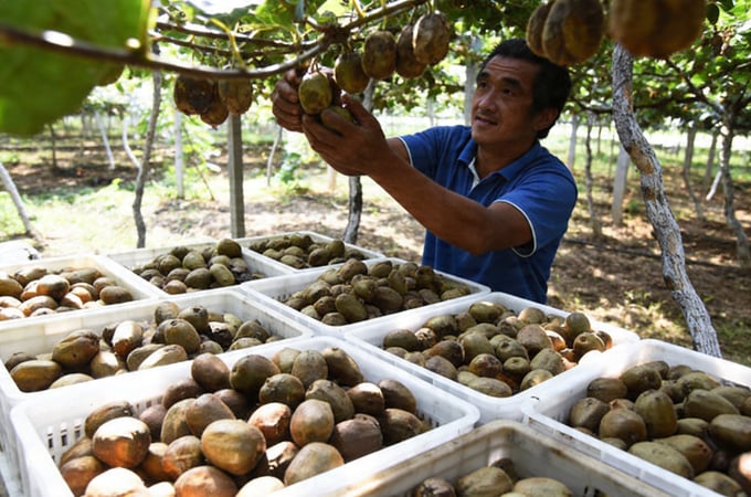 Shaanxi kiwi harvest damaged in 2025