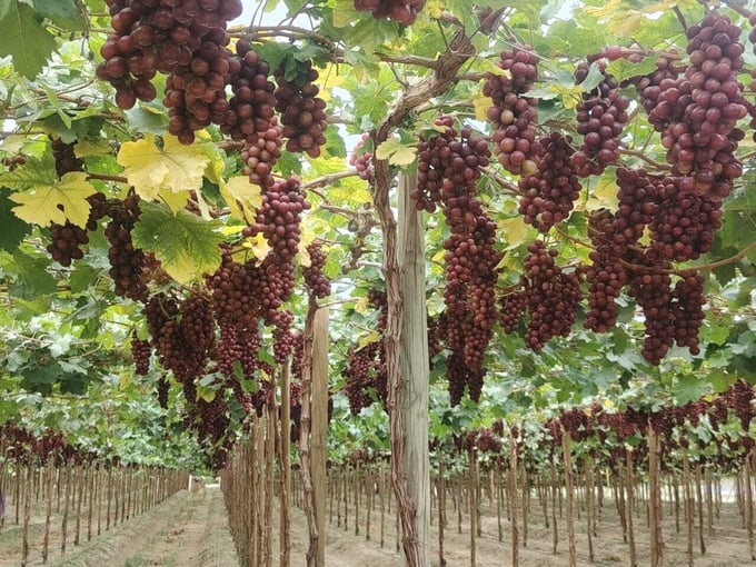 uva peruana peruvian table grape