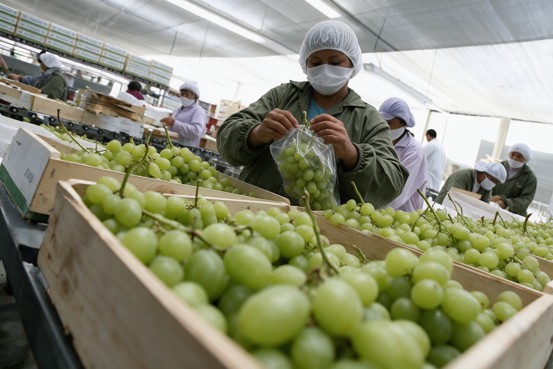 peruvian table grape