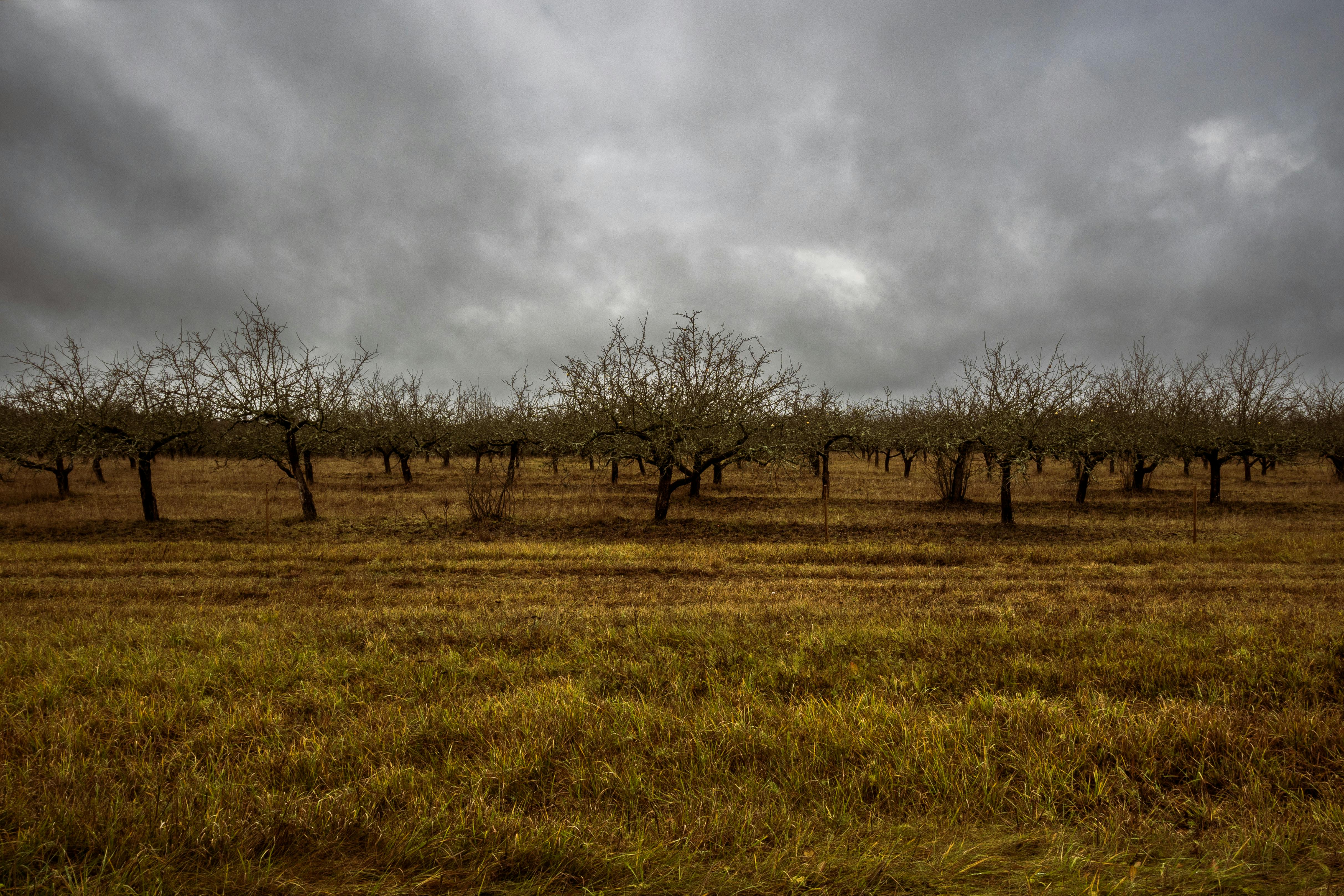 seguia clima fruta chilena